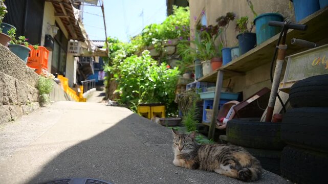 真鍋島の猫 （岡山県笠岡市, 2025年5月）