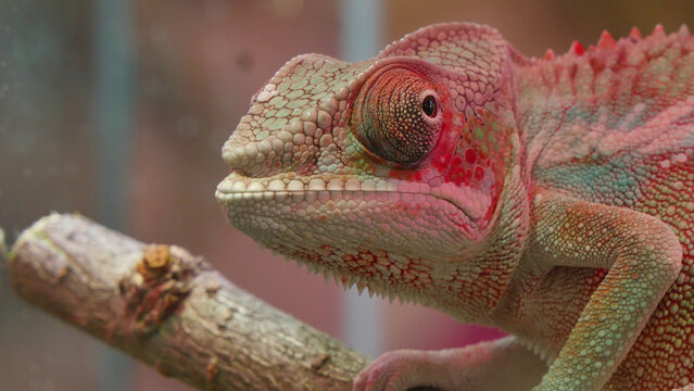 iguana on a branch - Powered by Adobe