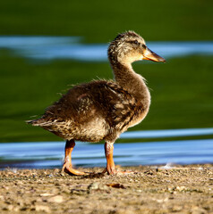 Mallard Duckling