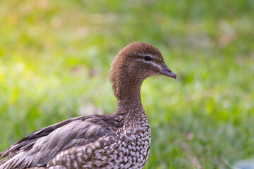 Close up of a female Australian Wood Duck