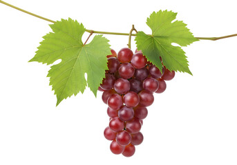 A vibrant bunch of ripe red grapes hangs from a vine with green leaves against a white background
