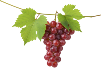 A vibrant bunch of ripe red grapes hangs from a vine with green leaves against a white background
