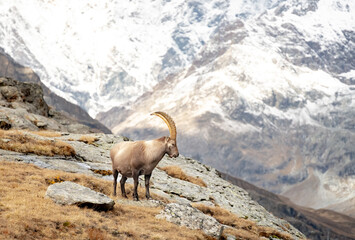 Ibex Looks Down Rocky Mountainside With Snow In The Distance