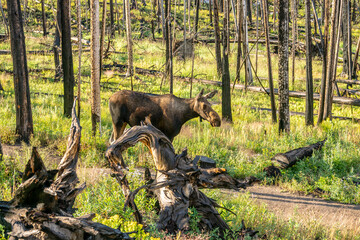 Large Female Moose Passes By Along Trail In Rocky Mountain