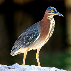 Green Heron 