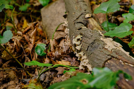 Fallen tree trunk with bracket fungi growing along its surface in a forest setting