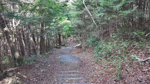 Calm morning walk down wooden steps in a quiet forest near Kido Dam. No wind, no wildlife&mdash;just the peaceful sound of nature awakening in Japan&rsquo;s countryside.