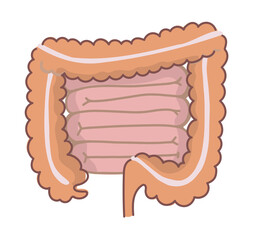 シンプルな大腸と小腸のイラスト