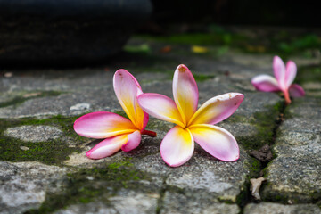 Plumeria flowers falling in the garden and falling on the floor