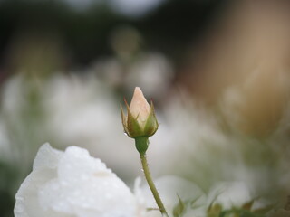 白いバラ　アイスバーグ　つぼみ
