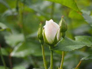 白いバラ　アイスバーグ　つぼみ