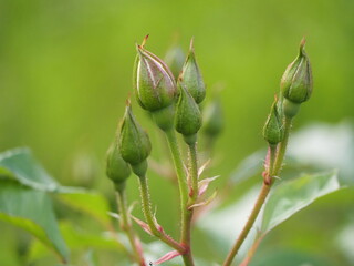 白いバラ　アイスバーグ　つぼみ