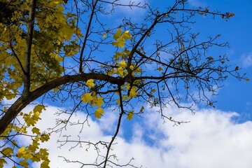 Vibrant yellow autumn maple leaves contrasting sharply with dark, bare branches against a bright blue sky with white clouds.