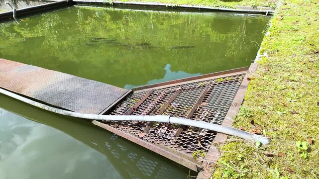 養鯉場の池で泳ぐ鯉