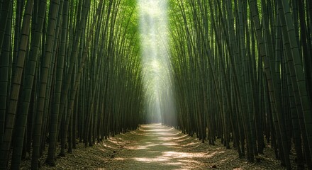 Lush Green Bamboo Forest Path with Sunlight Streaming Through Trees