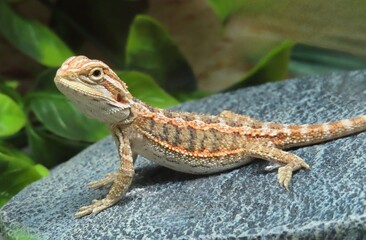 Baby of bearded dragon on stone, closeup