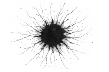 Bullet hole in a glass pane with cracks radiating outwards. Detail of impact damage and shattering on transparent background