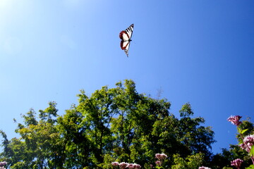 あさぎまだら蝶とフジバカマ