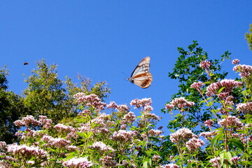 あさぎまだら蝶とフジバカマ