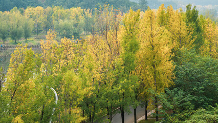 autumn landscape with yellow leaves