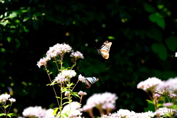 あさぎまだら蝶とフジバカマ