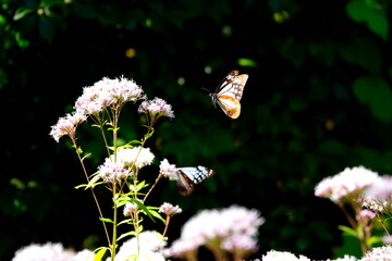 あさぎまだら蝶とフジバカマ