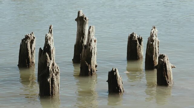 Weathered Wooden Pilings Stand as Historic Remnants on the Sacramento River