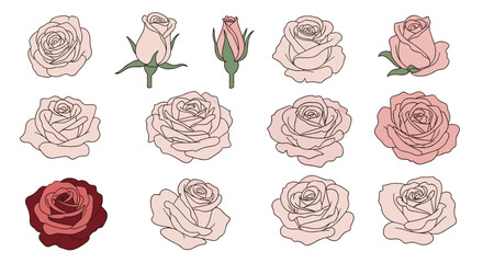 Collection of hand-drawn rose illustrations in various stages of bloom, showcasing different shades of pink and red.