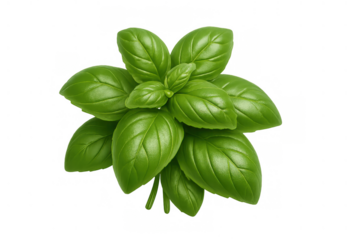 Fresh green basil herb leaves bundle, common cooking ingredient, adding flavor to healthy food dishes on transparent background