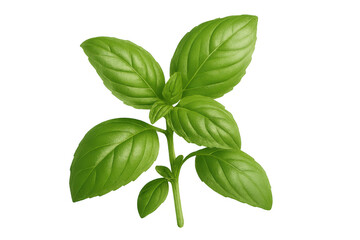 Fresh green basil sprout with vibrant leaves, an aromatic seasoning herb and ingredient, isolated on transparent background