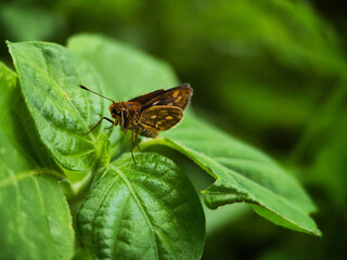 A small brown Skipper butterfly with spotted wings rests on a lush green leaf, captured in a close-up profile against a dark, natural, blurred background, highlighting its antennae and texture. 