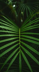 Obraz premium Serene close-up of vibrant green palm leaf fronds, perfect for tropical vibes and zen-like calm in backgrounds, designs, and creative projects