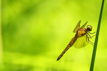 A golden-brown dragonfly clings to a vertical blade of grass, captured in sharp detail against a vibrant, soft lime-green background, emphasizing nature's clarity and peacefulness.