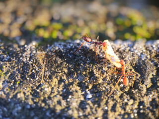 Two determined red ants collaborating to carry a large piece of food across a rough, granular, sunlit surface, symbolizing teamwork, labor, and the busy life of insects.