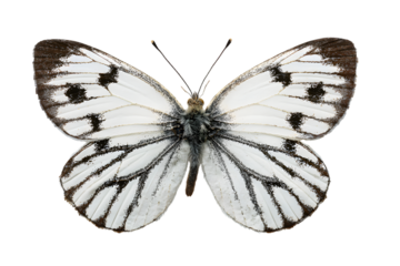 Delicate white butterfly with black markings on black background
