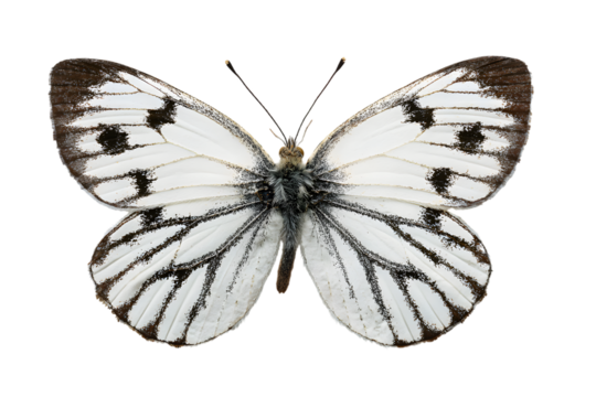 Delicate white butterfly with black markings on black background