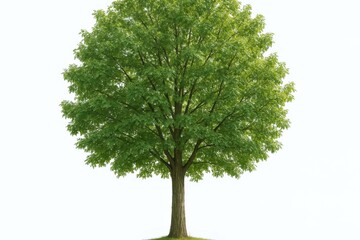 Fototapeta premium Majestic Green Tree with Lush Foliage Isolated on White Background, Symbolizing Growth and Nature