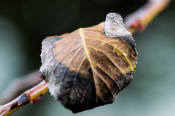 autumn leaves on a branch