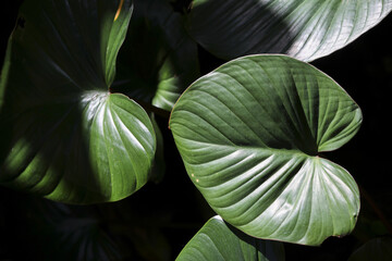 Close up view of large green tropical leaf with ribbed texture in dark jungle setting. serene, calm lighting highlights lush foliage and natural pattern