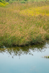 reeds in the water