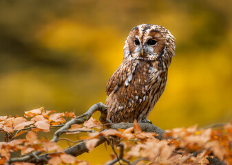 Tawny owl ( Strix aluco ) sitiing in the autumn forest