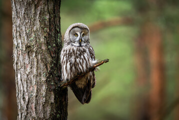 Great grey owl ( Strix nebulosa ) close up