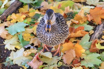 Mallard duck in autumn