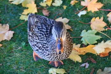Mallard duck in autumn
