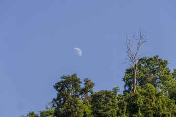 Serene daytime view with half moon in blue sky above green forest canopy. This tranquil scene of nature offers peaceful and calm outdoor landscape experience