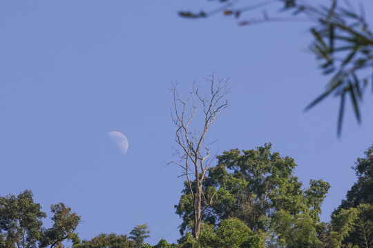 Serene view of half moon in clear blue sky during day. Daylight illuminates nature scene with bare tree branch against peaceful background - Powered by Adobe