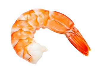 A close-up macro shot of a cooked shrimp on a white background