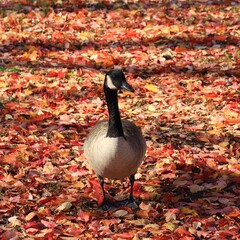 Canada Goose in Autumn Leaves