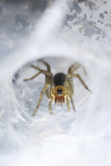 Scary brown spider arachnid waiting in hole of funnel web. This menacing close up shows creature...
