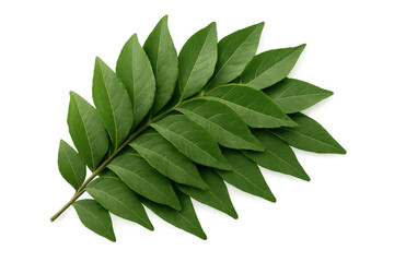 Fresh green curry leaves sprig on transparent background, aromatic herb for cooking indian and asian cuisine